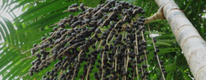 Pé de açaí 2